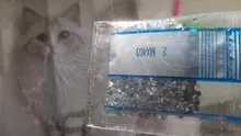 Avis clients – Kit peinture diamant 5D chaton moelleux diamants irréguliers