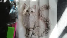Avis clients – Kit peinture diamant 5D chaton moelleux diamants irréguliers