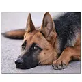 Kit peinture diamant animal 30x20 à 40x50 cm – Couleur DZDP27679