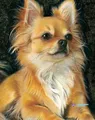 Kit peinture diamant chiens chihuahuas 20 à 70 cm – Couleur HS1419-8