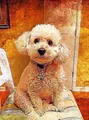 Peinture diamant chien animal 30 à 50 cm carré ou rond – Couleur DZDP7689