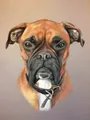Peinture diamant chien animal 30 à 50 cm carré ou rond – Couleur DZDP7927