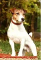 Peinture diamant chien animal 30 à 50 cm carré ou rond – Couleur DZDP7983