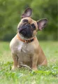 Peinture diamant chien animal 30 à 50 cm carré ou rond – Couleur DZDP8110
