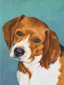 Peinture diamant chien animal 30 à 50 cm carré ou rond – Couleur DZDP8342